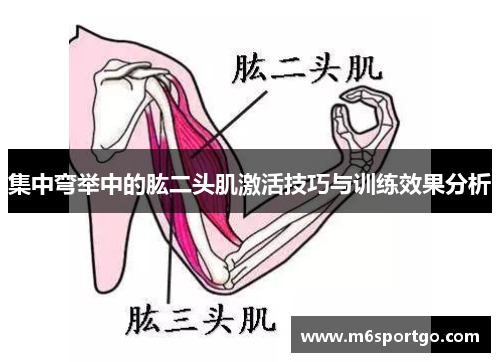 集中弯举中的肱二头肌激活技巧与训练效果分析
